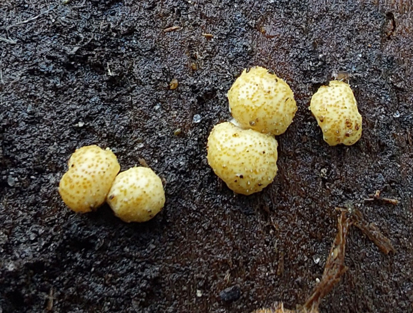 Photo © Jesper Launder Trichoderma strictipile by Jesper Launder